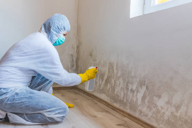Licensed Basement Mold Remediation service in Caledonia, MI - WQB Mold Removal