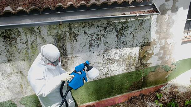 Top rated local Basement Mold Remediation specialists in Caledonia, MI